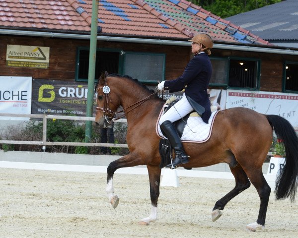 dressage horse Dreamy (German Riding Pony, 2009, from Davenport II)