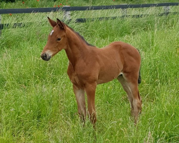 dressage horse Kara Viserys (Trakehner, 2019, from Honoré du Soir)