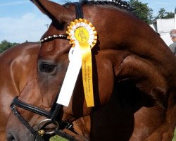 dressage horse D'Gigolo (Bavarian, 2004, from Donnersmarck)