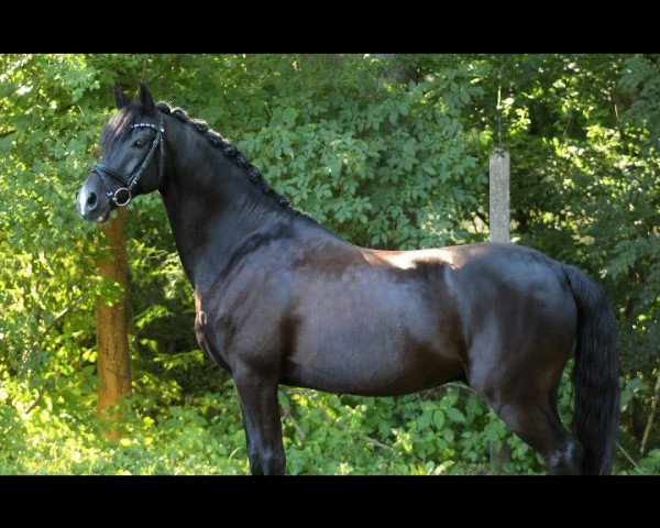 dressage horse Pepito 70 (German Riding Pony, 2006, from Pilgrim’s Red)