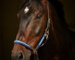 jumper Josna (Hessian Warmblood, 2004, from Jackomo)