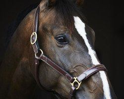 jumper G Star II (KWPN (Royal Dutch Sporthorse), 2011, from Spartacus TN)