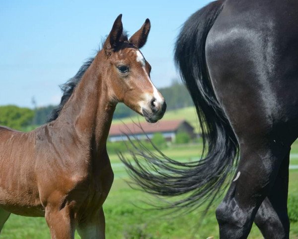dressage horse Ferrera (Hanoverian, 2019, from Foundation 2)