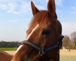 broodmare Clover girl 2 (Oldenburg, 2007, from Cessna)