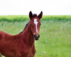 Pferd SF v. Coupe Gold (Mecklenburger, 2019, von Coupe Gold)