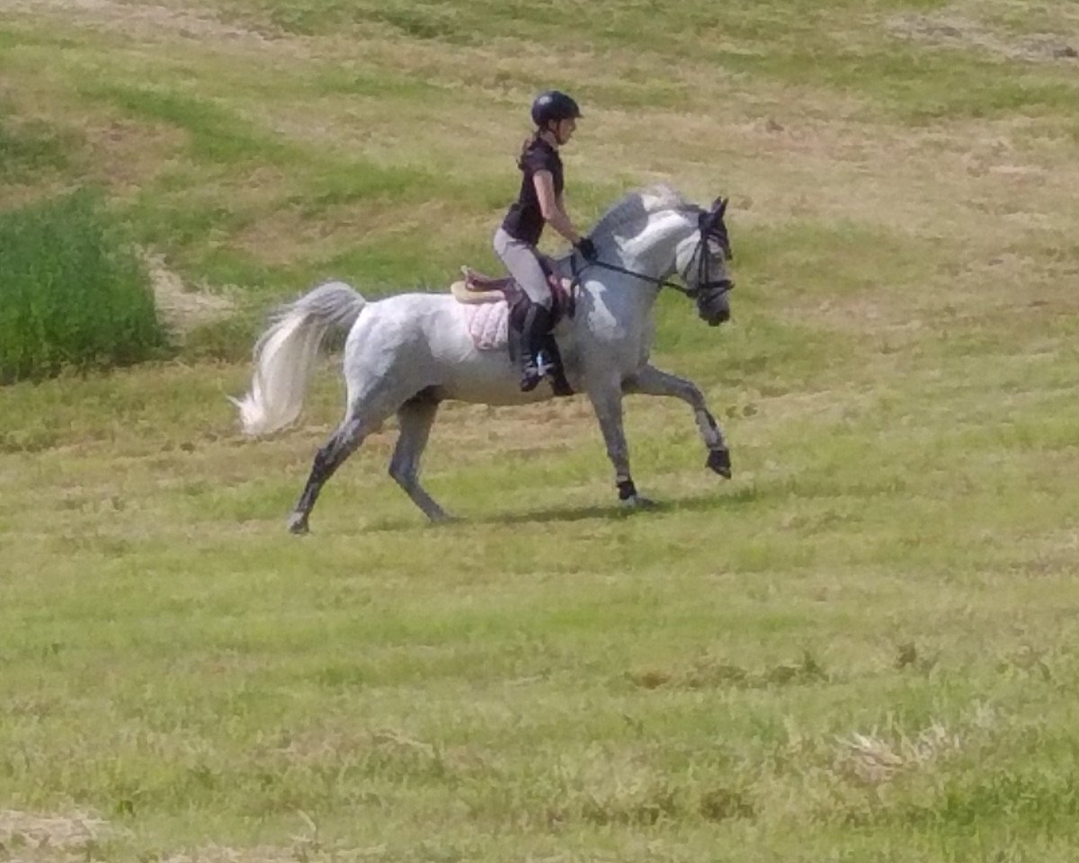 Deckhengst Haeram (Deutsches Reitpony, 2005, von Honeymoon Star)