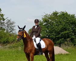 dressage horse Laurento (Hanoverian, 2008, from Laurent)