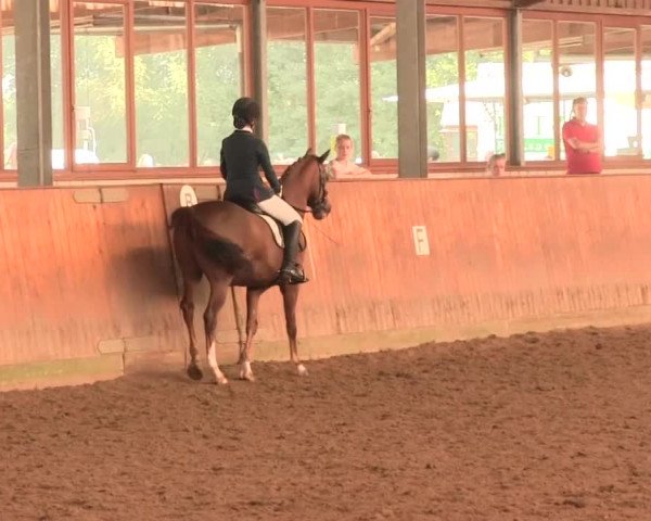 Reitturnier Appelhülsen 2016