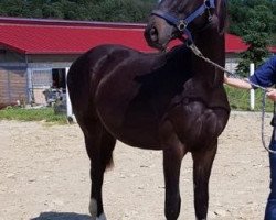 dressage horse Topamino (Austrian Warmblood, 2018, from Top Gear)