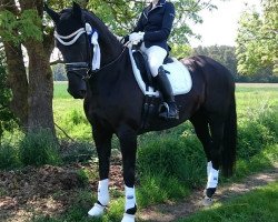 dressage horse Dark Angel 60 (Hanoverian, 2007, from Davis Cup)