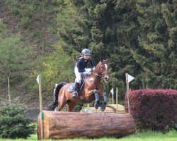 jumper Prins Maestro (German Riding Pony, 2000, from Maestro)