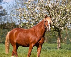 horse Alvour (German Riding Pony, 1995)