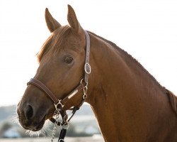 stallion Don Damalis R (German Warmblood, 2016, from Don Farinelli)