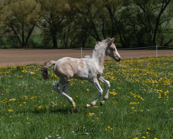 Pferd Suaheli (Barockpinto, 2019, von Sir Ludwig)