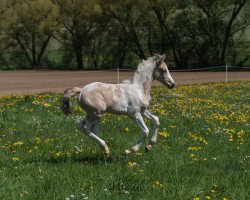 broodmare Suaheli (Pinto, 2019, from Sir Ludwig)