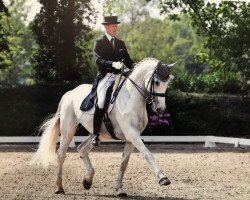 dressage horse Lakross 2 (Latvian Warmblood, 2006, from Lagerfeld)