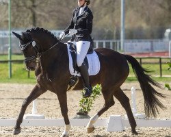 dressage horse Ehrenwort (Hanoverian, 2011, from Estobar NRW)