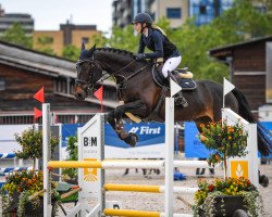 jumper My Lady B (Belgian Warmblood, 2012, from Fidjy of Colors)