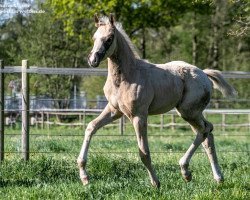 dressage horse Sternenschweif TS (Westphalian, 2019, from Sir Heinrich OLD)