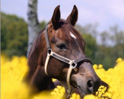 broodmare Francis 101 (Westphalian, 1998, from Florestan I)