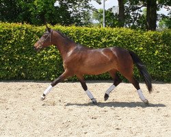 broodmare Pour L'Espoir (Westphalian, 2009, from Paparazzi)