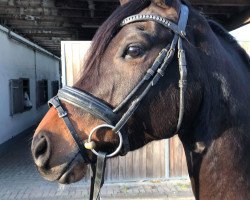 Zuchtstute Carley (Deutsches Reitpony, 2009, von Clooney AT)