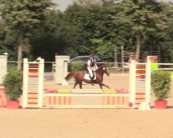 Reitturnier Appelhülsen 2016