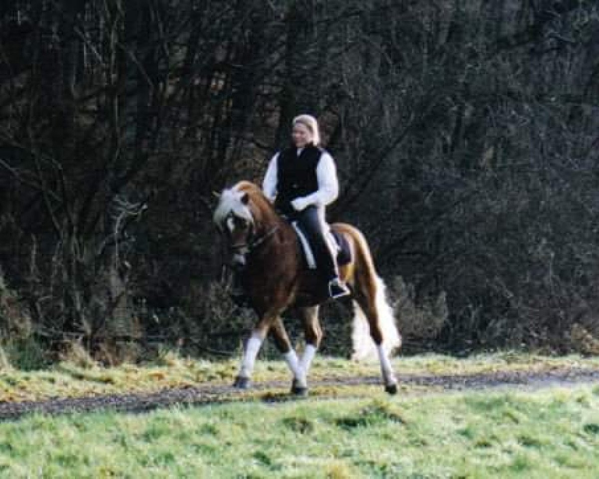 stallion Anduc (Haflinger, 1993, from 1338 Afghan II)