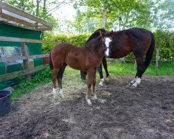 Springpferd Socke (Deutsches Reitpferd, 2019, von Stolzenberg)