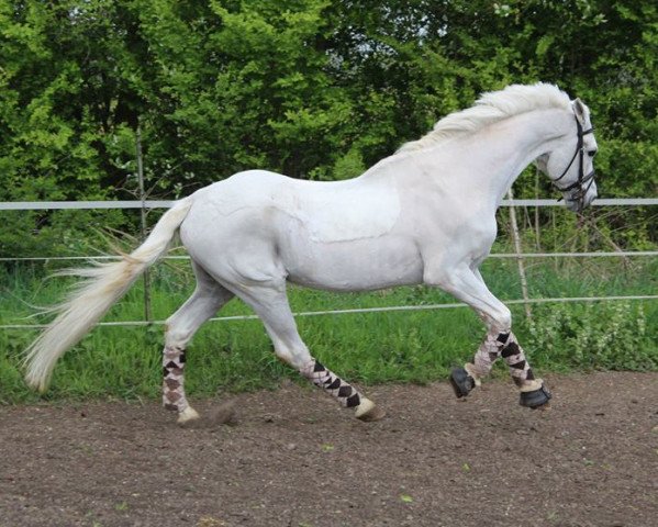 stallion Namajan (Westphalian, 1987, from Nadler I)