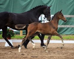 Dressurpferd Hengst von Under Fire x Silvermoon (Trakehner, 2017, von Under Fire)