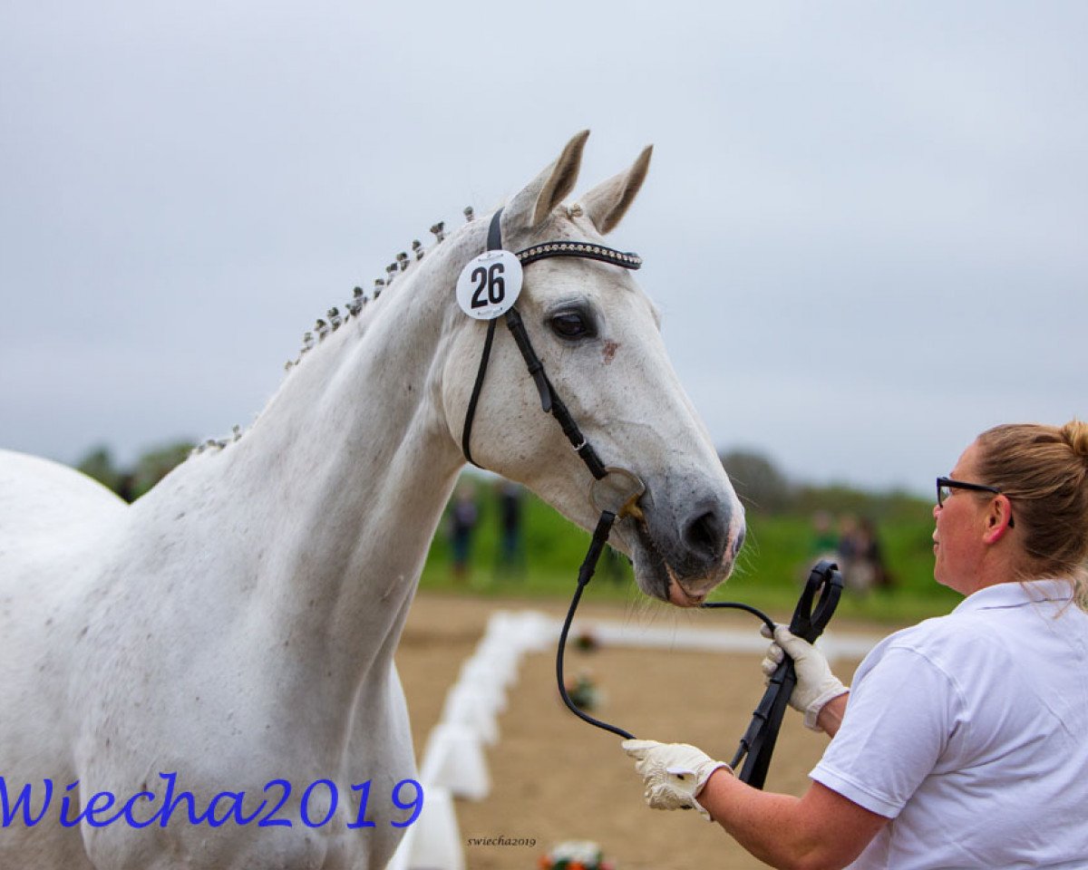 broodmare Eterna (Trakehner, 2005, from Exclusiv)