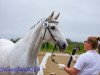 broodmare Eterna (Trakehner, 2005, from Exclusiv)