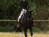 dressage horse Lemony's Joker (Hanoverian, 2013, from Lemony's Nicket)