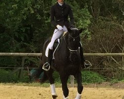 dressage horse Lemony's Joker (Hanoverian, 2013, from Lemony's Nicket)