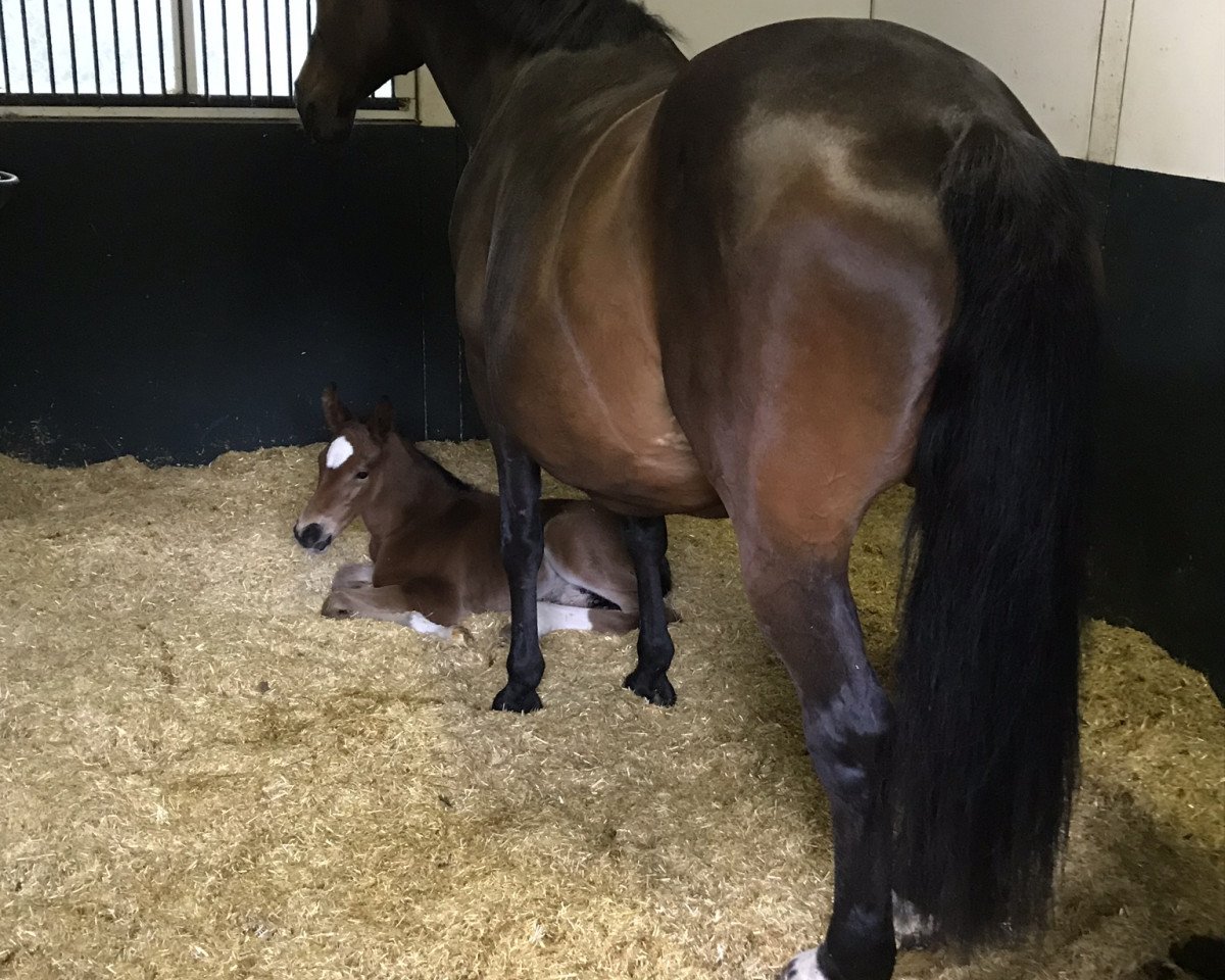 broodmare My Lady-P (Holsteiner, 2019, from Casall Ask)