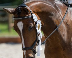 dressage horse Debbie 66 (Württemberger, 2011, from Domherr)