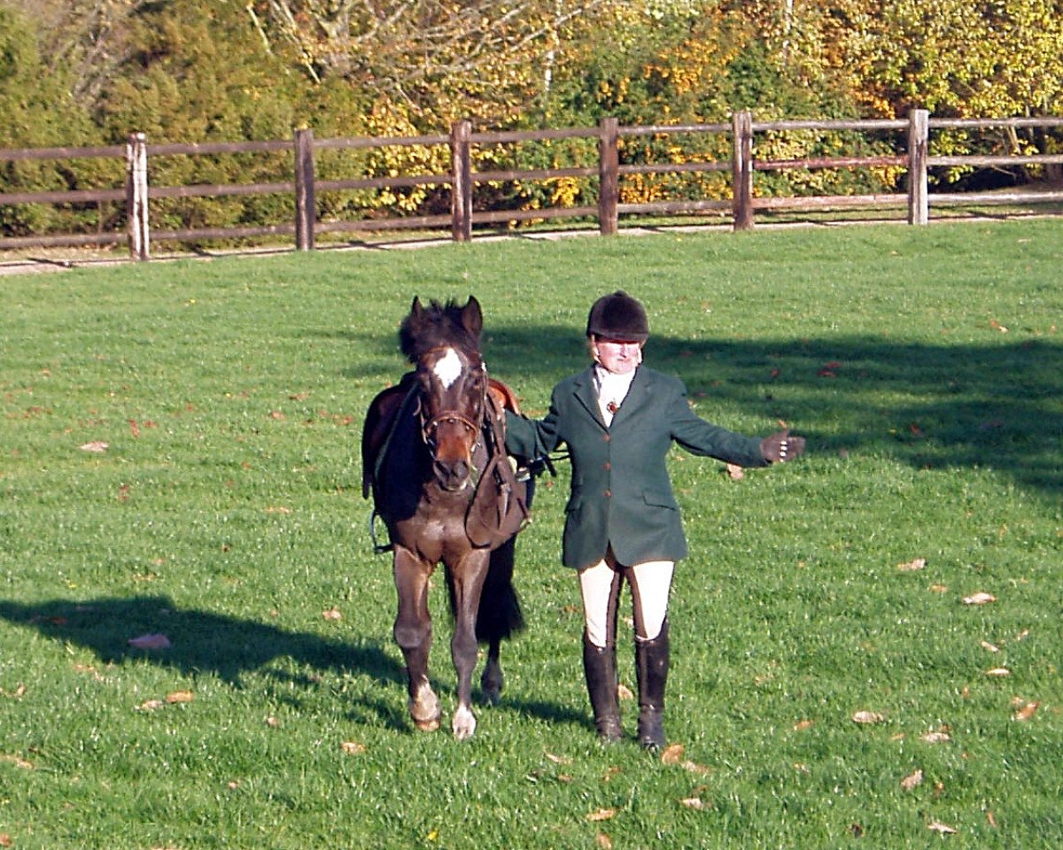 horse Talo (New Forest Pony, 1997, from Hove's Tabaluga)