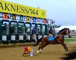 stallion Bodexpress xx (Thoroughbred, 2016, from Bodemeister xx)