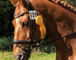 dressage horse Ludwig (Hanoverian, 2010, from Laureano)