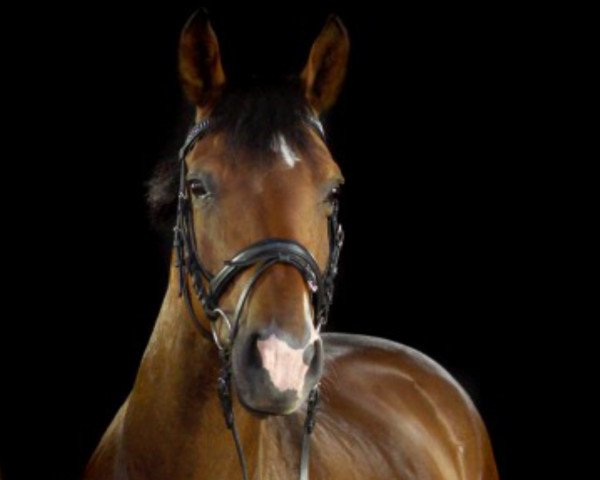 horse Arabella (German Warmblood, 2009, from Juventus)