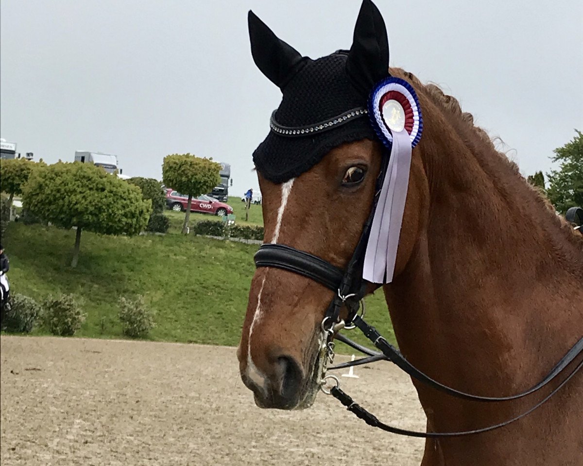 dressage horse Laudator (Oldenburg, 2003, from Laurentio)