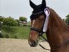 dressage horse Laudator (Oldenburg, 2003, from Laurentio)