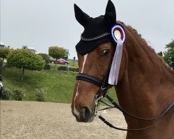 dressage horse Laudator (Oldenburg, 2003, from Laurentio)