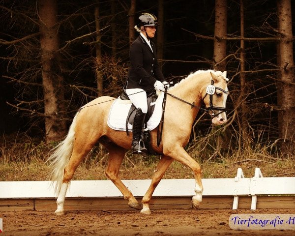 dressage horse Mr. Undercover (German Riding Pony, 2014, from FS Mr. Right)