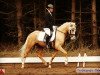 dressage horse Mr. Undercover (German Riding Pony, 2014, from FS Mr. Right)