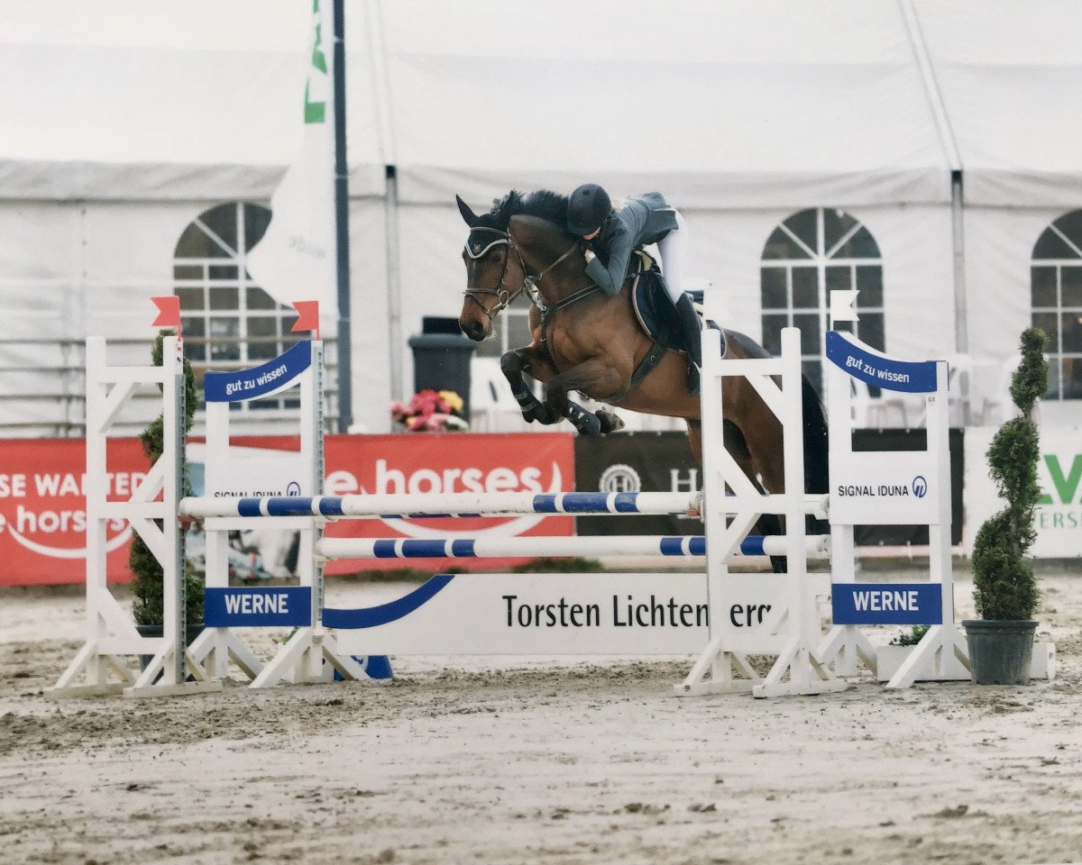 Springpferd Chloé B (Westfale, 2012, von Chacco-Blue)