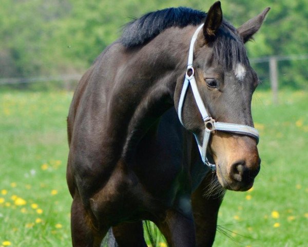 horse Ehrenfried 5 (Rhinelander, 2009, from Ehrentusch)
