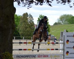 jumper Joy 400 (Zangersheide riding horse, 2009, from Jaloubet de Loupe)