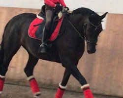 dressage horse Welfin 124 (Alt-Oldenburger / Ostfriesen, 2011, from Emir)